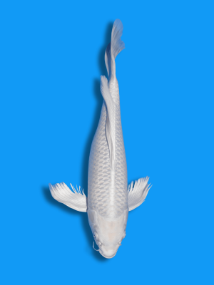 Butterfly Platinum | Koi&Co.